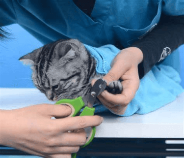 貓咪剪指甲照片