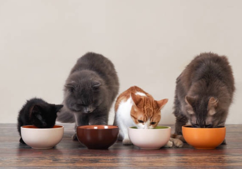 幼貓糧不同於成貓糧，營養更加豐富全面