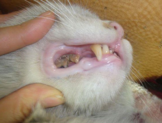 口腔疾病導致貓口臭