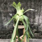 爪哇鹿角蕨上板