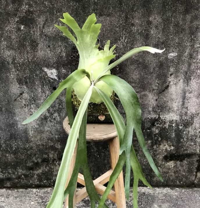 爪哇鹿角蕨上板