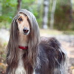 阿富汗獵犬
