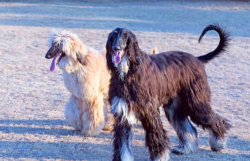 兩隻看向不同方向的阿富汗獵犬