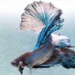 鬥魚