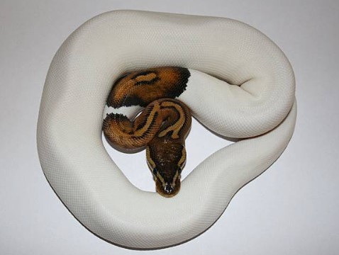【球蟒飼養指南】球蟒價格、壽命、食物選擇&飼養常見問題 - 生活小Tips