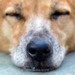 狗狗流鼻水
